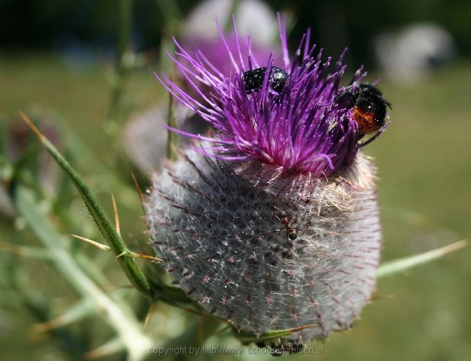 Mariendistel > Insekten