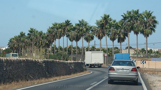 E: PALMENALLEE auf Mallorca