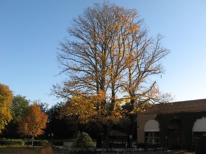 Linde im Herbst