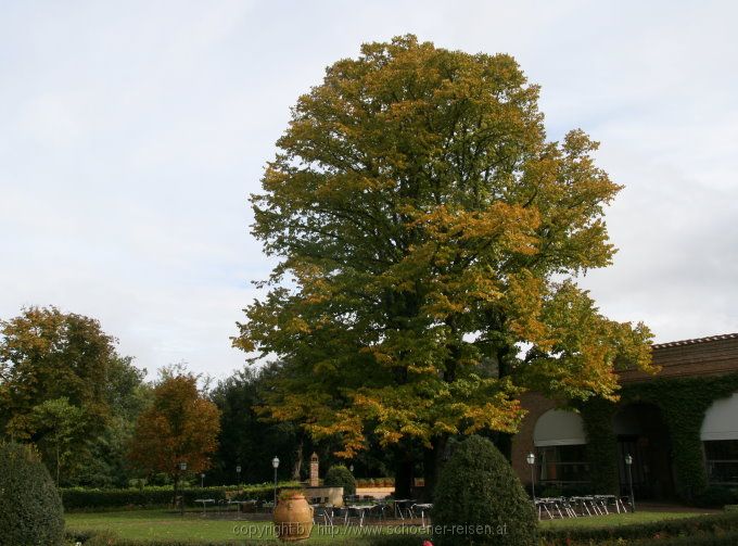 Linde im Herbst