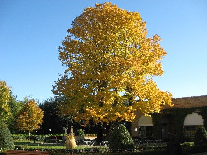 Linde im Herbst