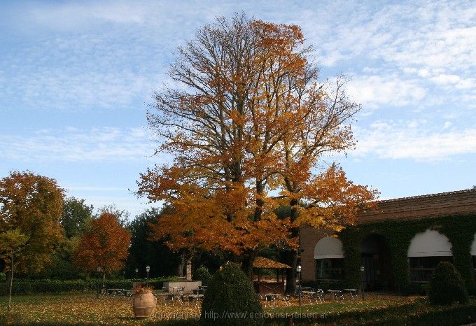 Linde im Herbst