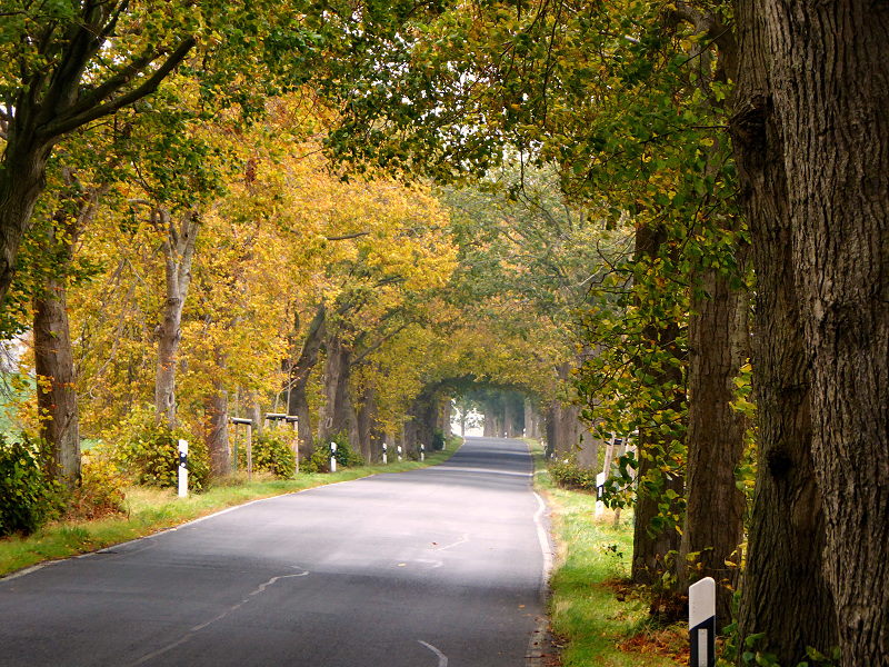 Alllee im Herbst auf Rügen