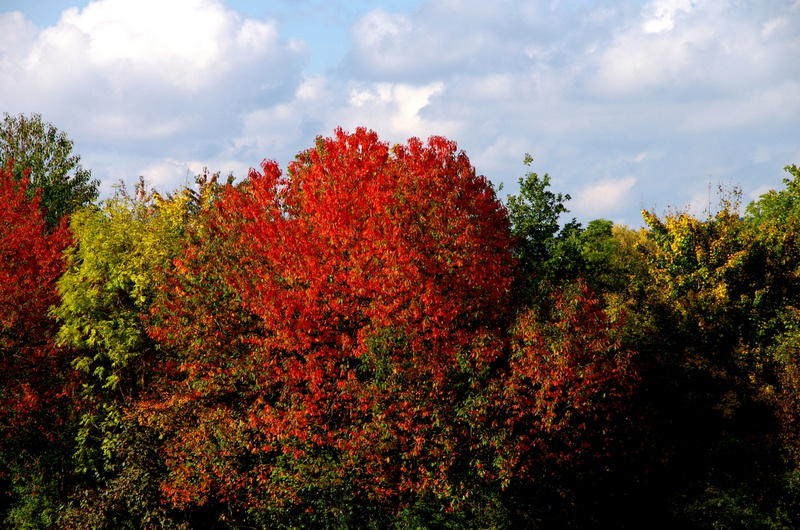 Herbst