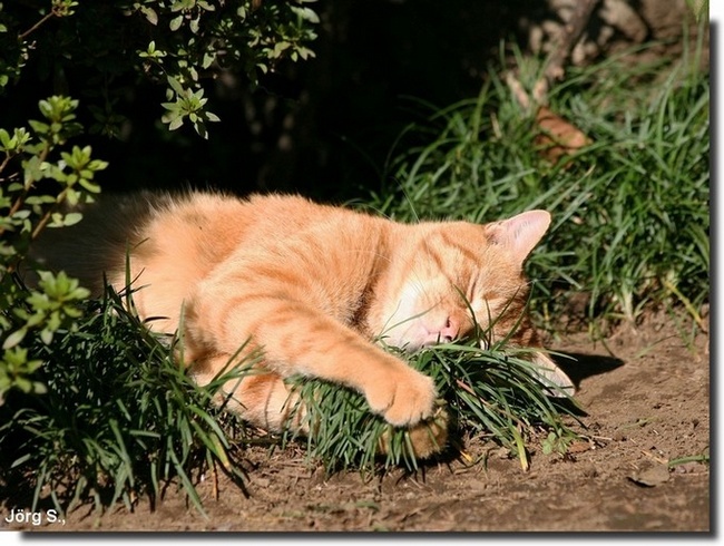 Katzen sonnt sich bei Herbstsonne