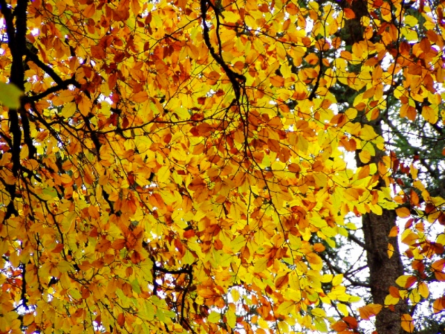 Herbst