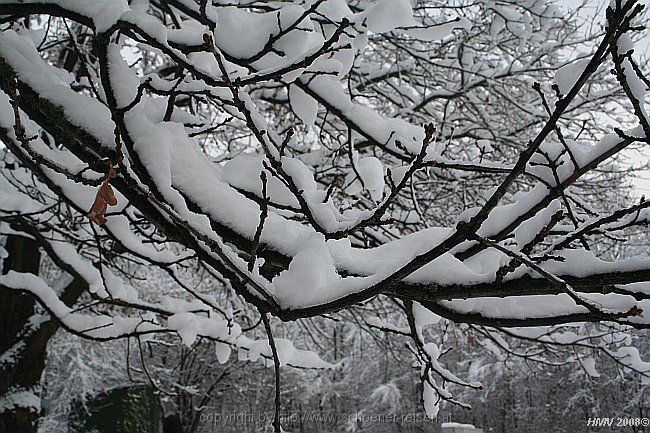 SCHNEE > belegte Äste