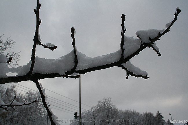 SCHNEE > belegte Äste