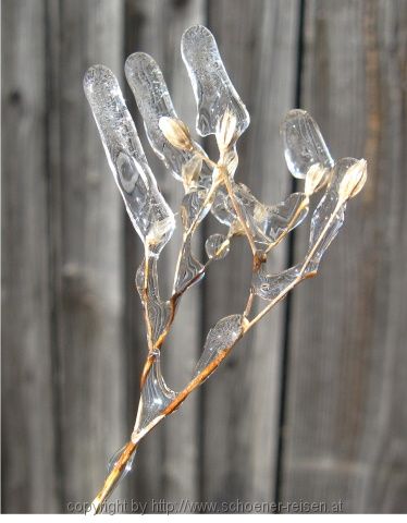 Eisblume