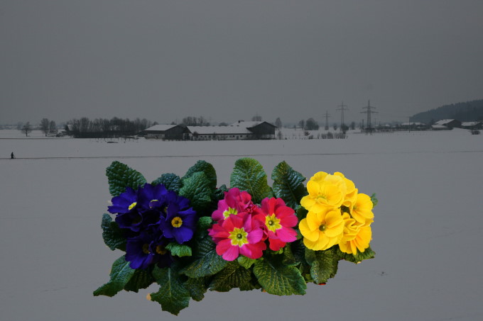 Traum vom Frühling