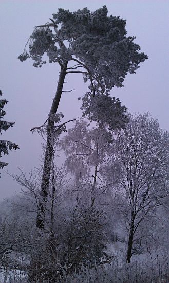 Sandplacken>Winterbaum