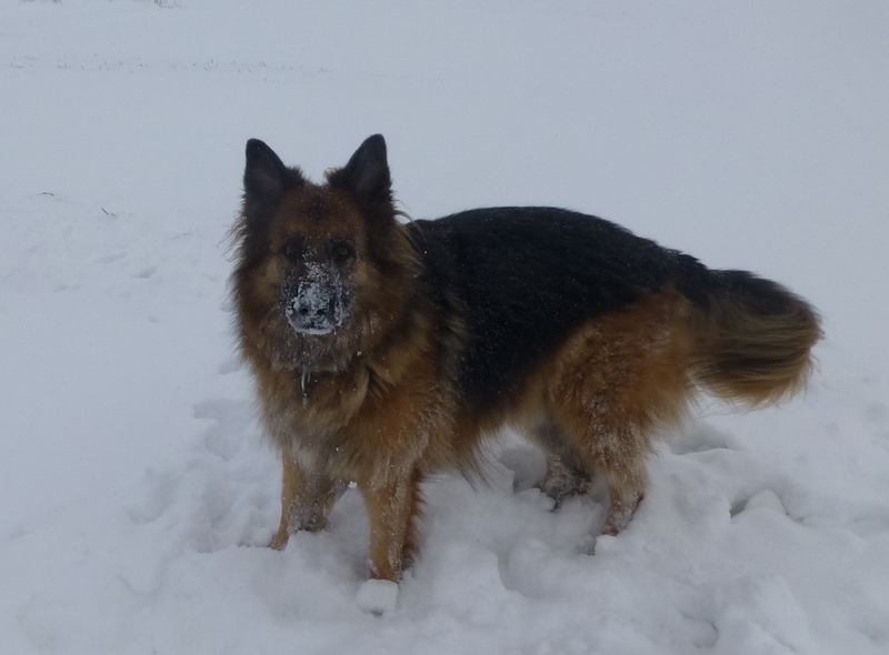 Spaziergang im ersten Schnee 2014