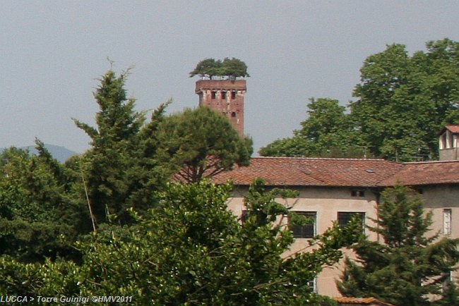 LUCCA > Torre Guinigi