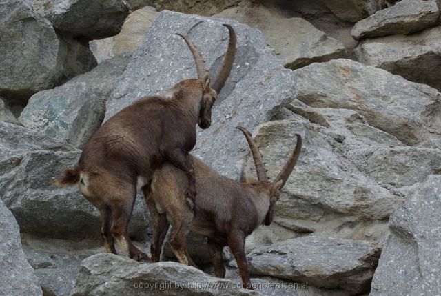 INNSBRUCK > Alpenzoo > Steinbock