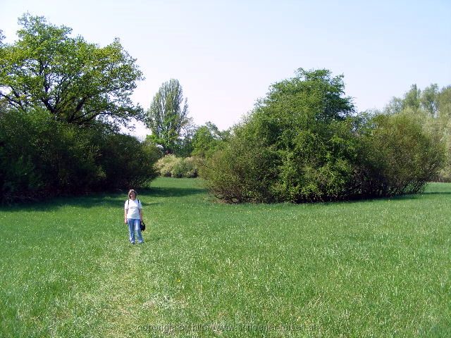 NSG Ketscher Rheininsel