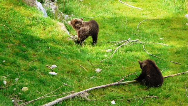 Bärenpark Bern 3