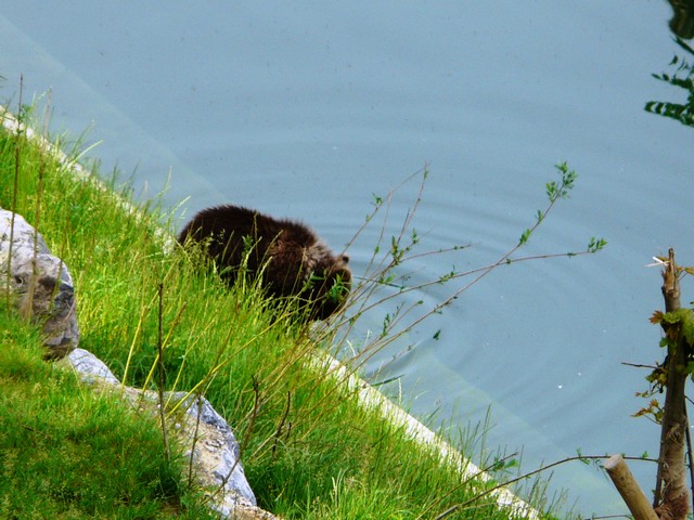 Bärenpark Bern 4