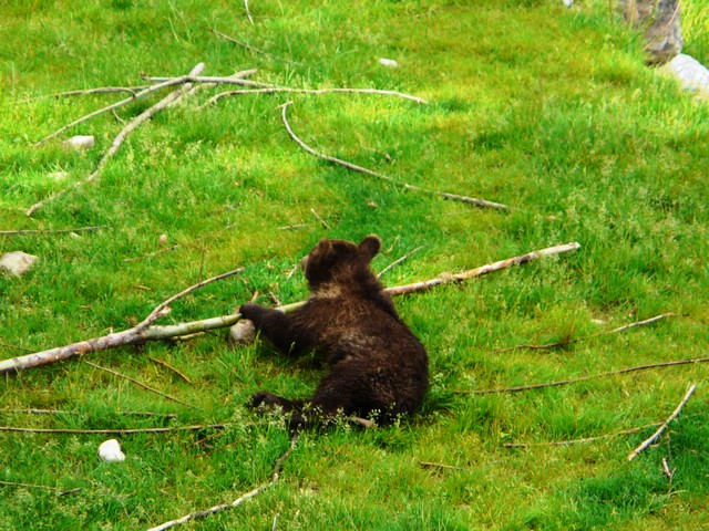 Bärenpark Bern 5