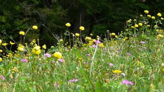 SCHWEIZ>Berner Oberland-bei Thun