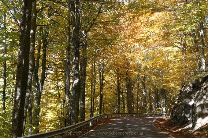 Monte Amiata > Buchenwälder