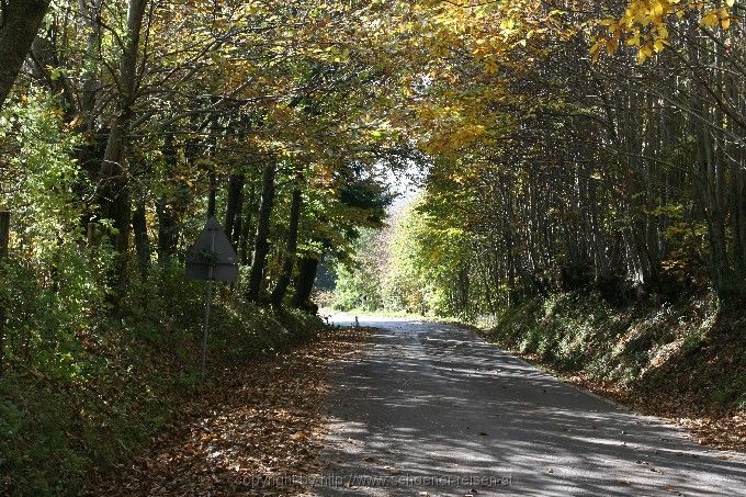 Monte Amiata > Kastanienwälder