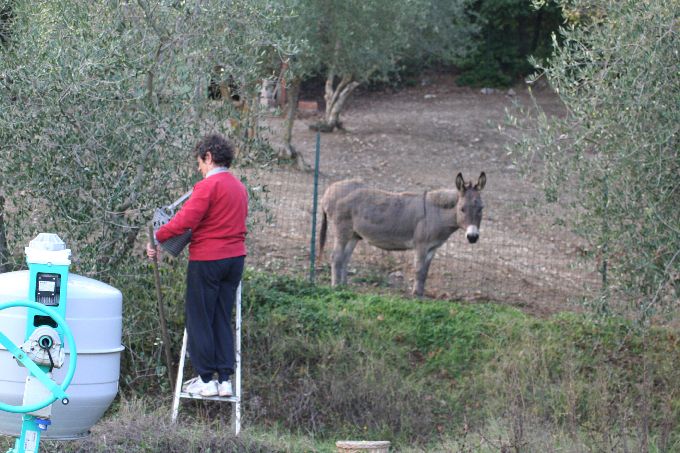 CASCIANO > Olivenernte