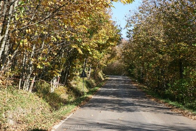 Monte Amiata > Kastanienwälder