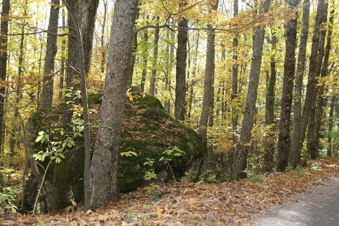 Monte Amiata > Kastanienwälder