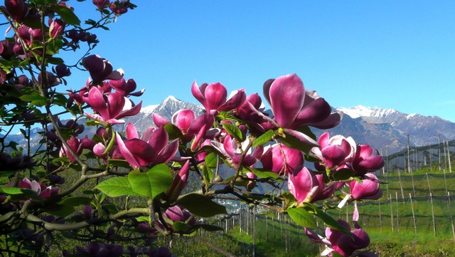 Tessin, eine Reise in den Sommer , Teil 2 Vielfalt und Schönheit, Verzascatal 4