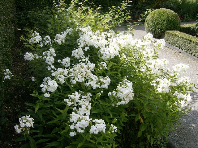 AUGSBURG > BotanischerGarten15