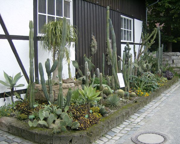 AUGSBURG > BotanischerGarten78 Kakkteen