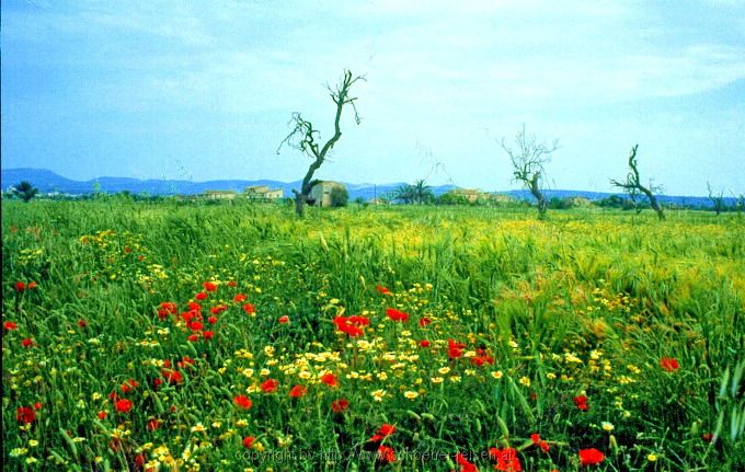 INSEL MALLORCA > im Mai > Mohnblumen und Margeritenfeld