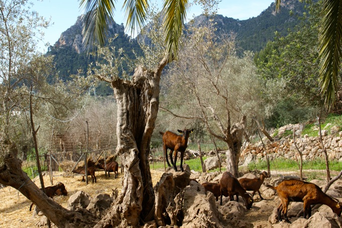 Jardines de Alfabia