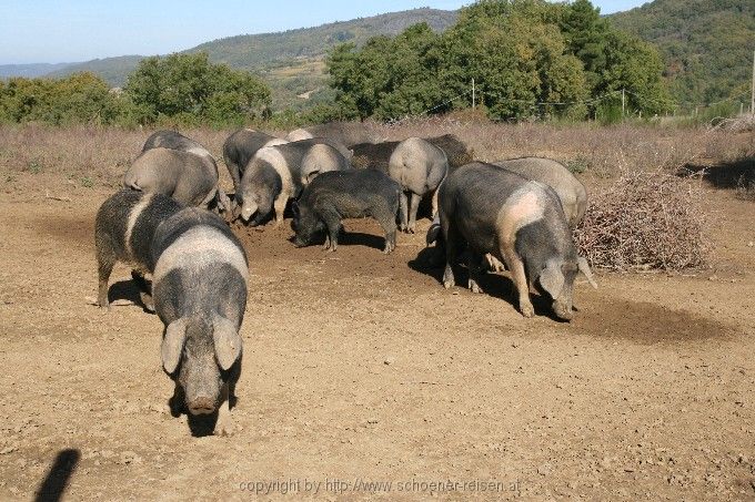 CHIANTI >  bei Panzano > Cinte > Schweine