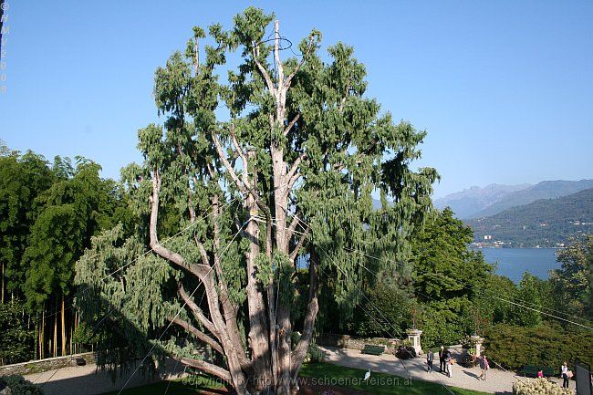 INSEL MADRE > Botanischer Garten > Kaschmir-Zypresse