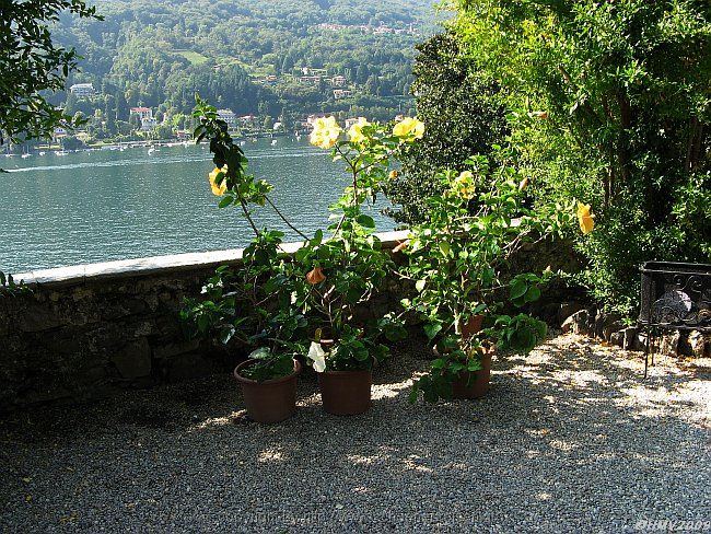 ISOLA BELLA > Hibiscus > Staude Chinesischer Roseneibisch