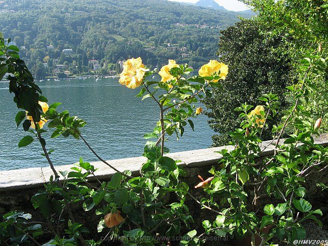 ISOLA BELLA > Hibiscus > Staude Chinesischer Roseneibisch