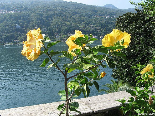 ISOLA BELLA > Hibiscus > Staude Chinesischer Roseneibisch