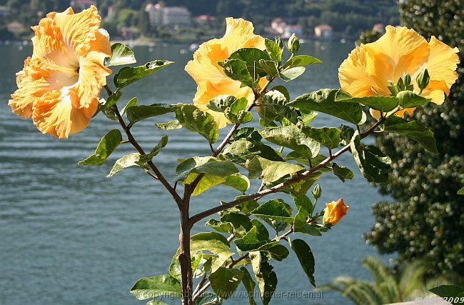 ISOLA BELLA > Hibiscus > Chinesischer Roseneibisch > Kübelpflanze