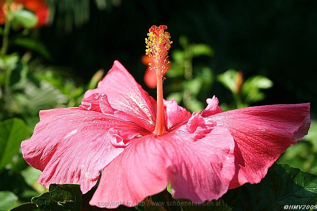 ISOLA BELLA > Hibiscus > Chinesischer Roseneibisch > Blüte