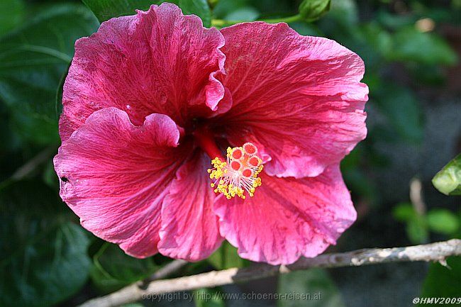 ISOLA BELLA > Hibiscus > Chinesischer Roseneibisch > Blüte