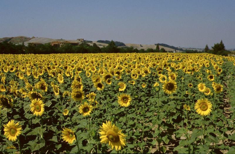 Sonnenblumen bei Grosseto