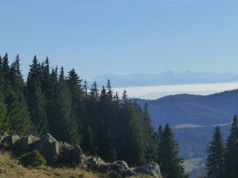 Im Südschwarzwald bei Bernau > Alpensicht