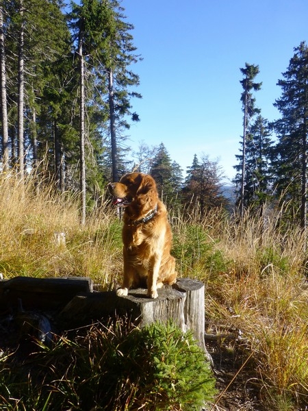 Im Südschwarzwald bei Bernau