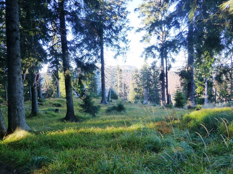 Im Südschwarzwald
