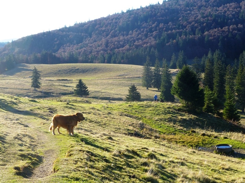 Auf dem Weg durch die Weide zur Krunkelbachhütte