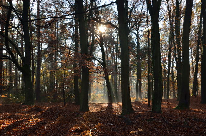 Naturpark Hohe Mark 7