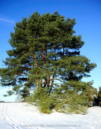 Westruper Heide 52