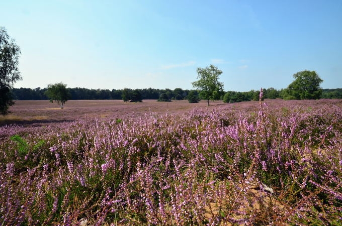 Westruper Heide DSC_4161