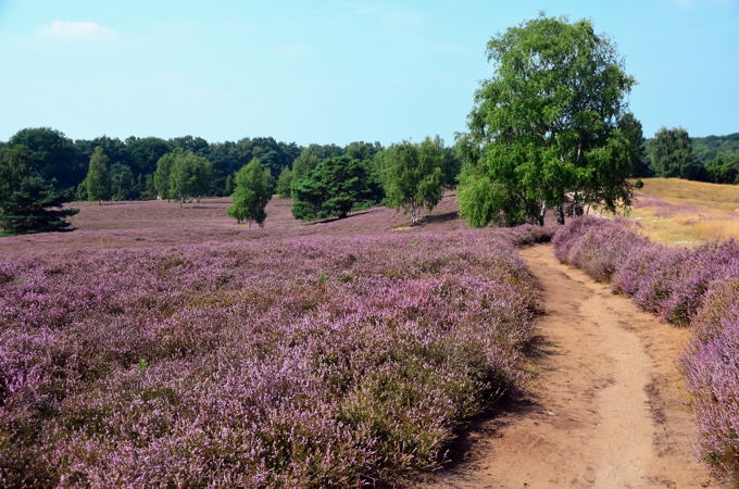 Westruper Heide DSC_4168